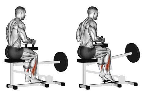 This may be advantageous if you want to make your calf workouts more time-efficient. In terms of muscle engagement, this is how much work each one is doing during seated vs. standing calf raises (1): Muscle. Seated calf raise. Standing calf raise. Soleus. 70-80%. 30-40%. Gastrocnemius.